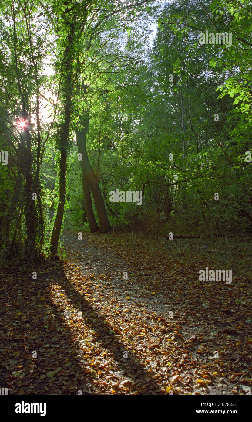 Wald-Spaziergang, Mary Ann Wiesen, Westbrook, Warrington, England, Herbst 2008 Stockfoto