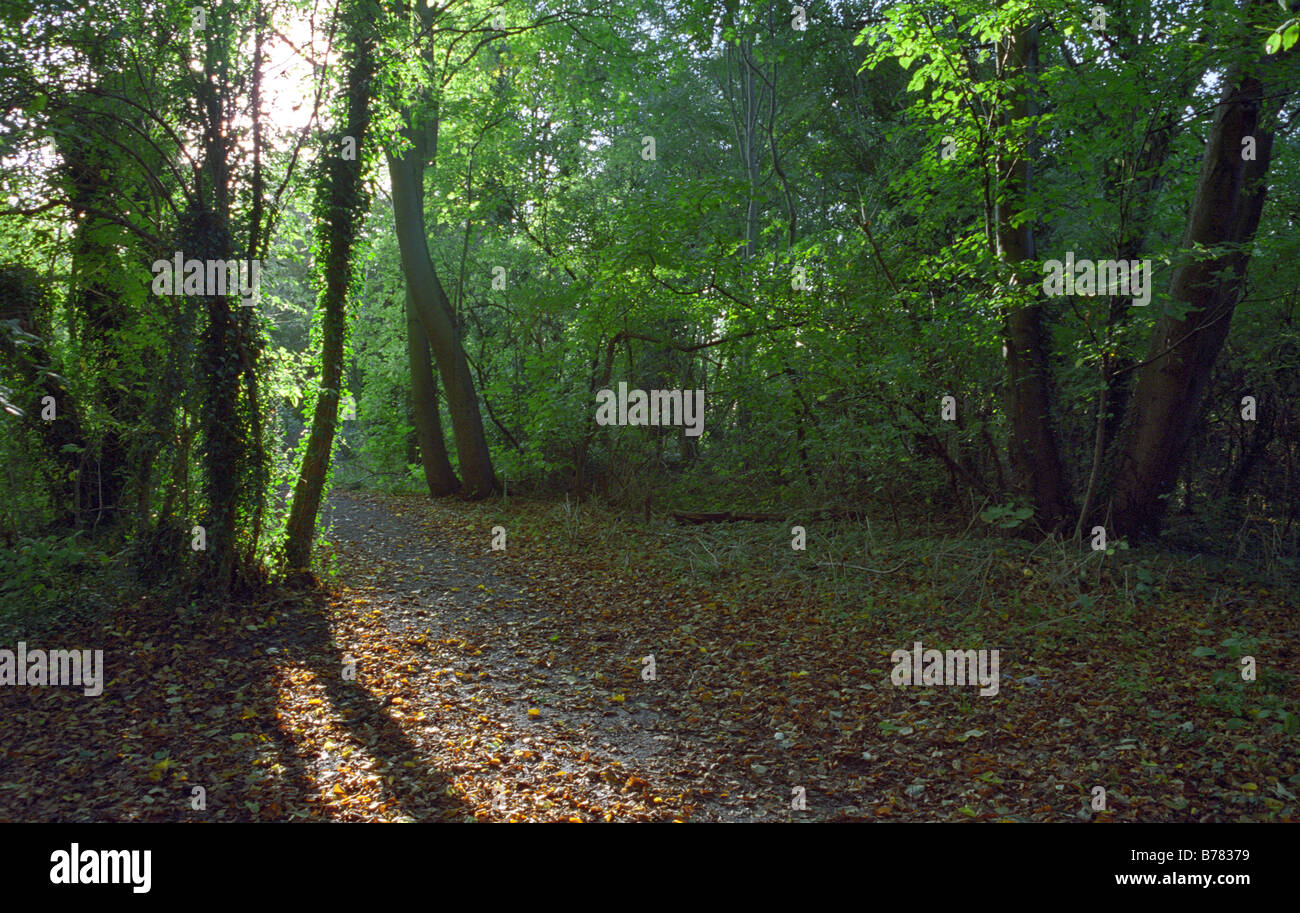Wald-Spaziergang, Mary Ann Wiesen, Westbrook, Warrington, England, Herbst 2008 Stockfoto