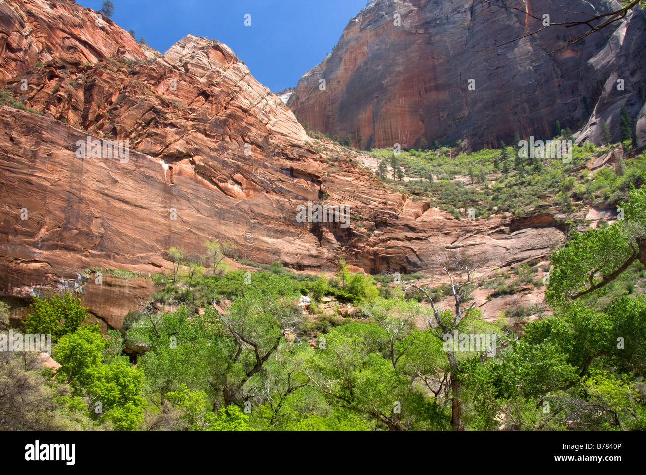 Die senkrechten Wände der Zion Canyon in Zion Canyon National Park in Utah Stockfoto