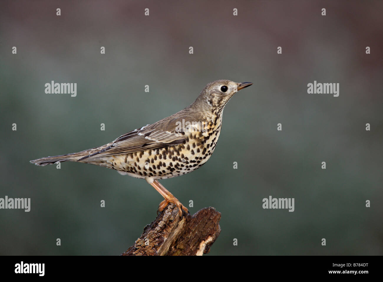 Misteldrossel Soor Turdus Viscivorus thront auf Baumstamm Stockfoto