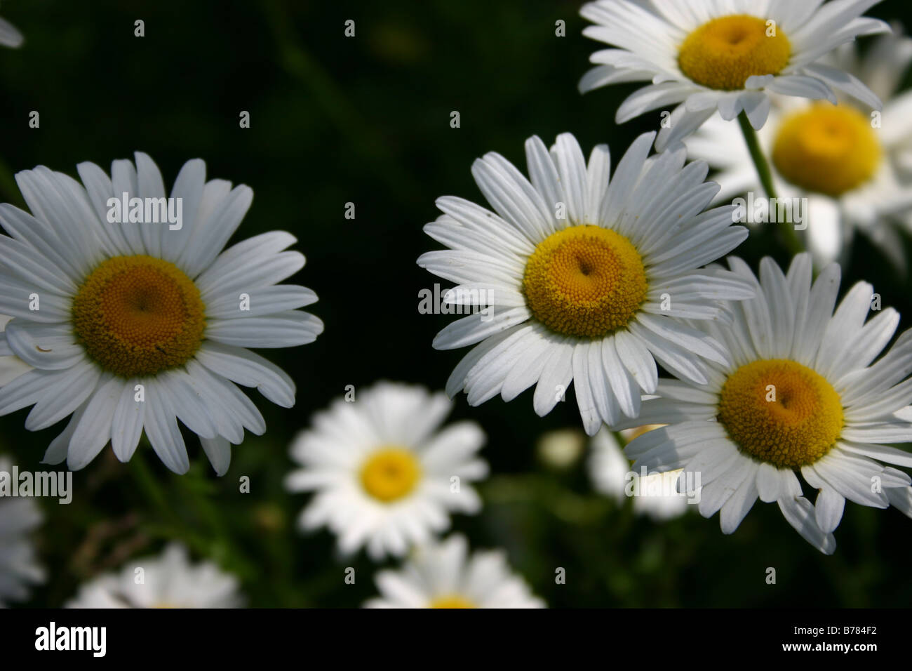 Ein Feld von Gänseblümchen, genießen Sie die Sonne an einem warmen Frühlingstag. Stockfoto