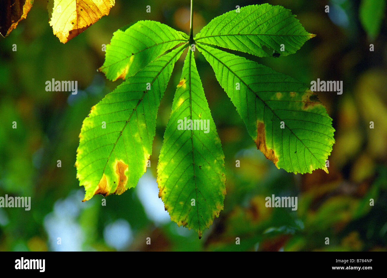 Pferd Chesnut Blatt, Mary Ann Wiesen, Westbrook, Warrington, England, Herbst 2008 Stockfoto