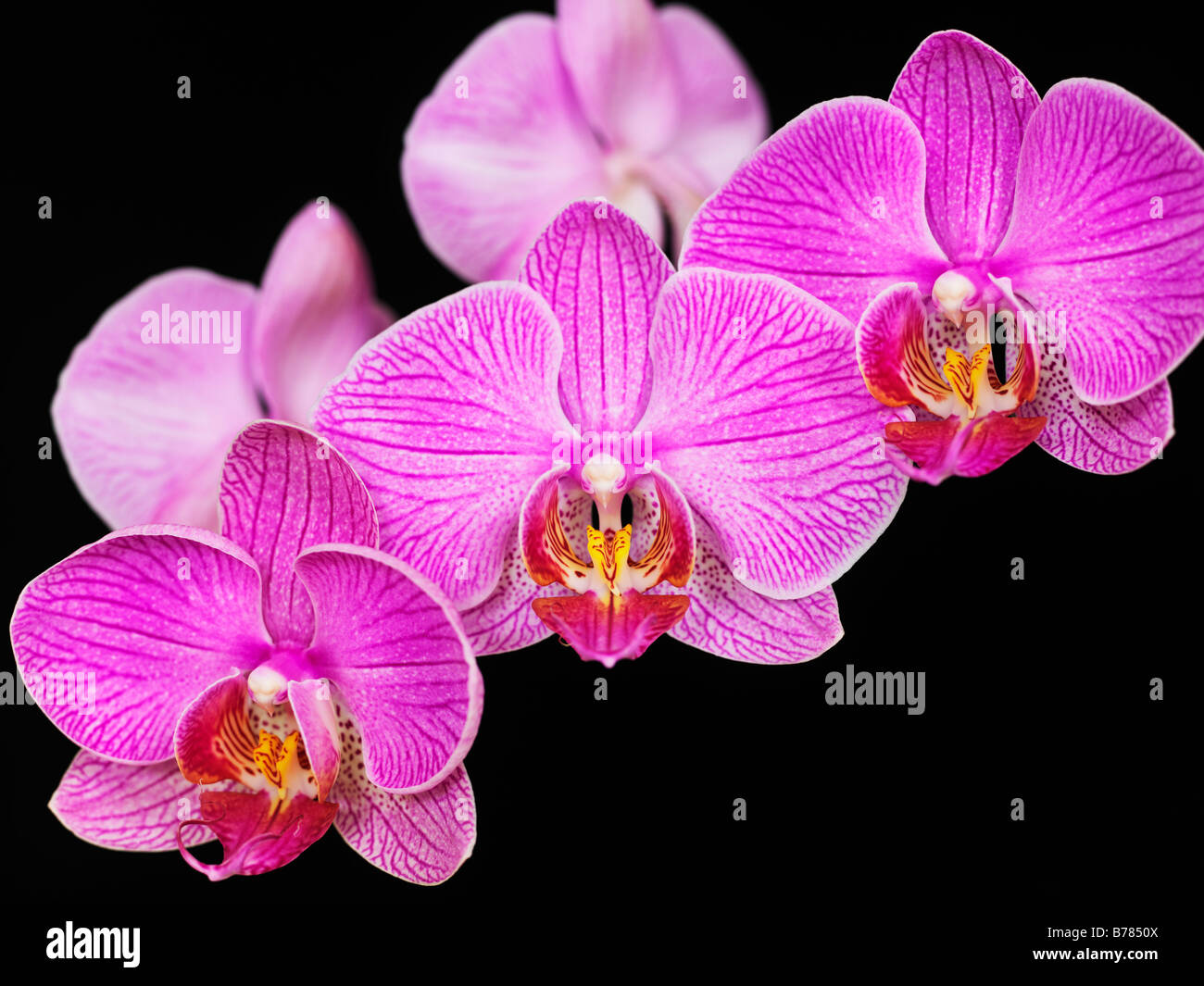Phalaenopsis Orchid, das Stillleben der Orchidee blüht vor schwarzem Hintergrund Stockfoto