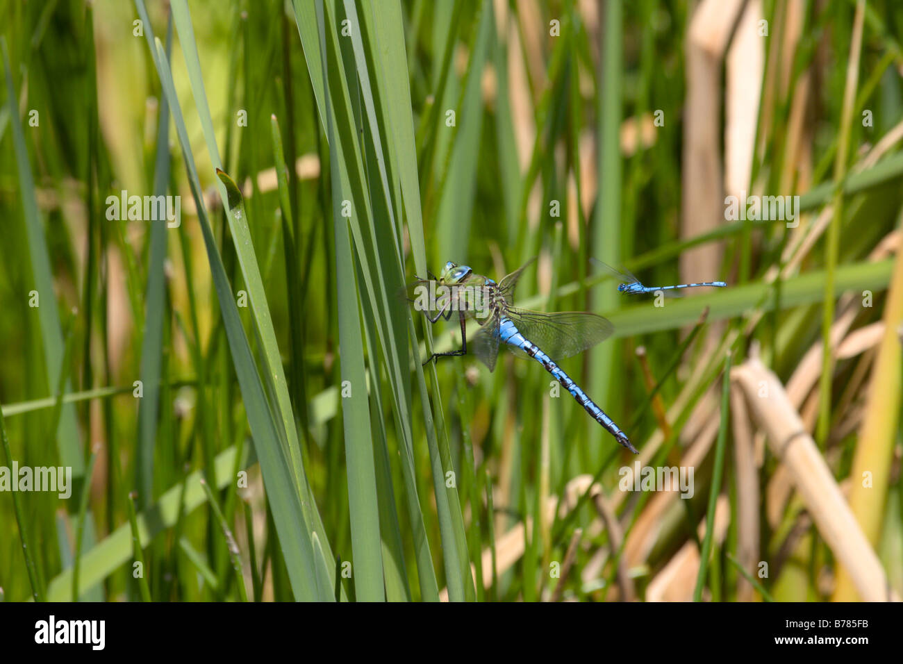 Männlich-Kaiser Libelle wird durch gemeinsame Blue Damselfly summte Stockfoto