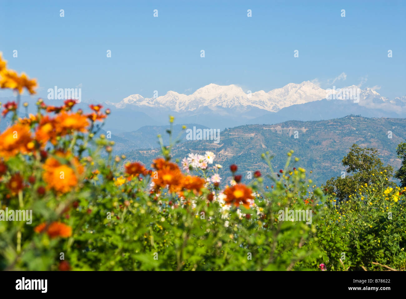 Gipfel des Kangchendzönga-Gebirges, Sikkim, gesehen von der Terrasse an Glenburn Teeplantage, Darjeeling, Indien. Stockfoto