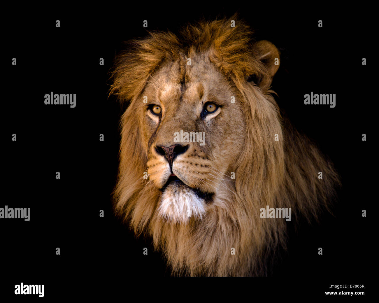 Porträt eines großen afrikanischen männlichen Löwen Stockfoto