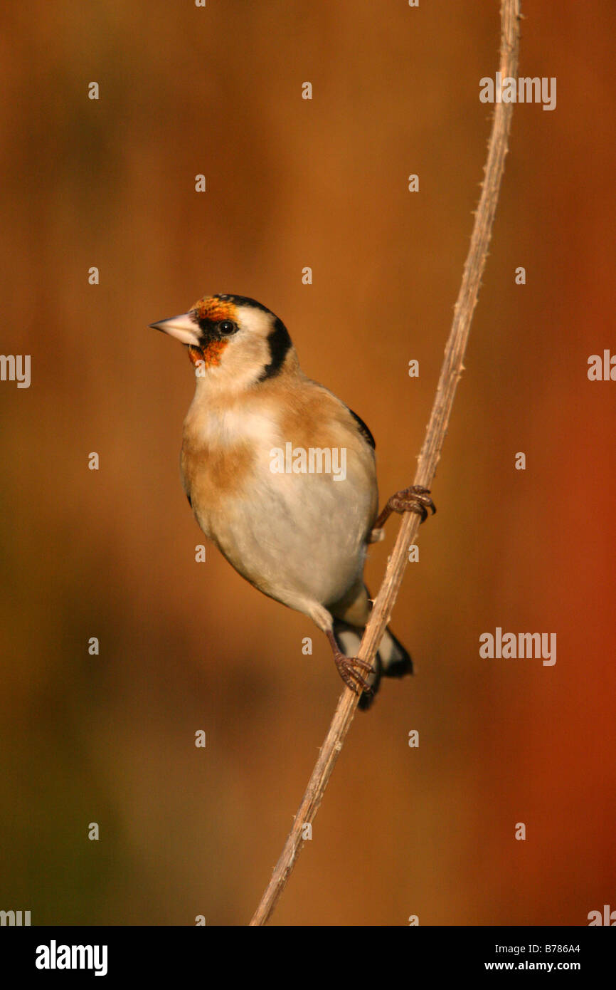 Stieglitz Zuchtjahr Zuchtjahr gehockt Karde Stamm Stockfoto