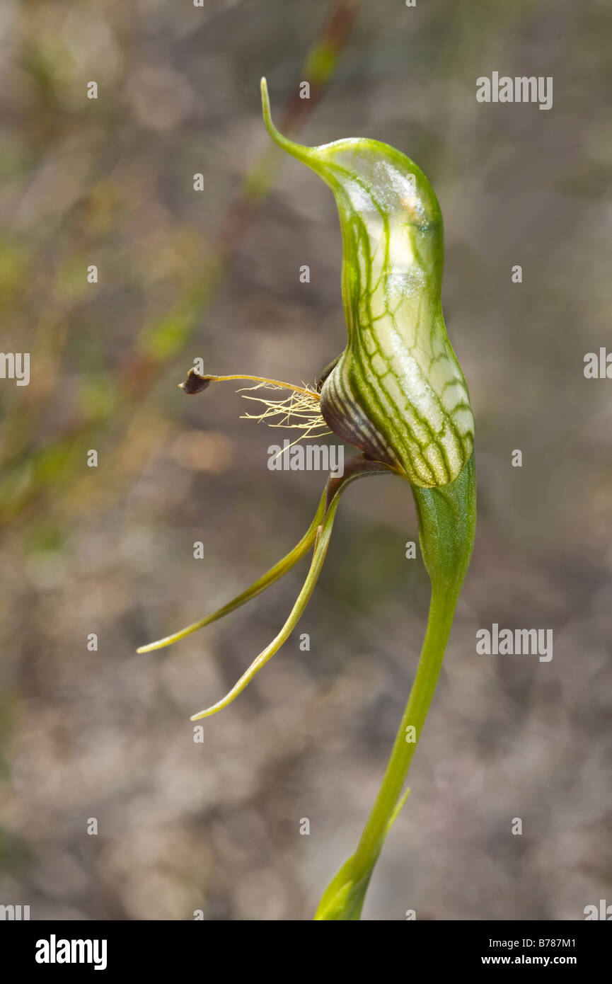 Vogel (Pterostylis Barbata) Orchidee Blume Stirling reicht Nationalparks Western Australia September Stockfoto