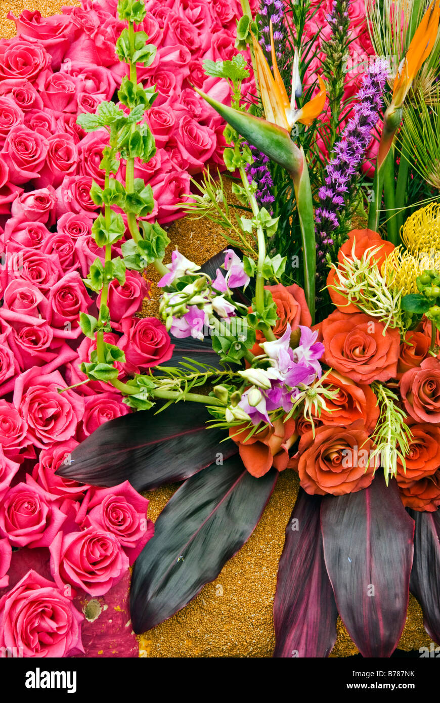 Das Protea frischen tropischen Blumen, dunkel Orange Rosa Rose Rosen ecuadorianischen Kupfer Mais Valentinstag Vogel der Paridise Blumen gemischt Stockfoto