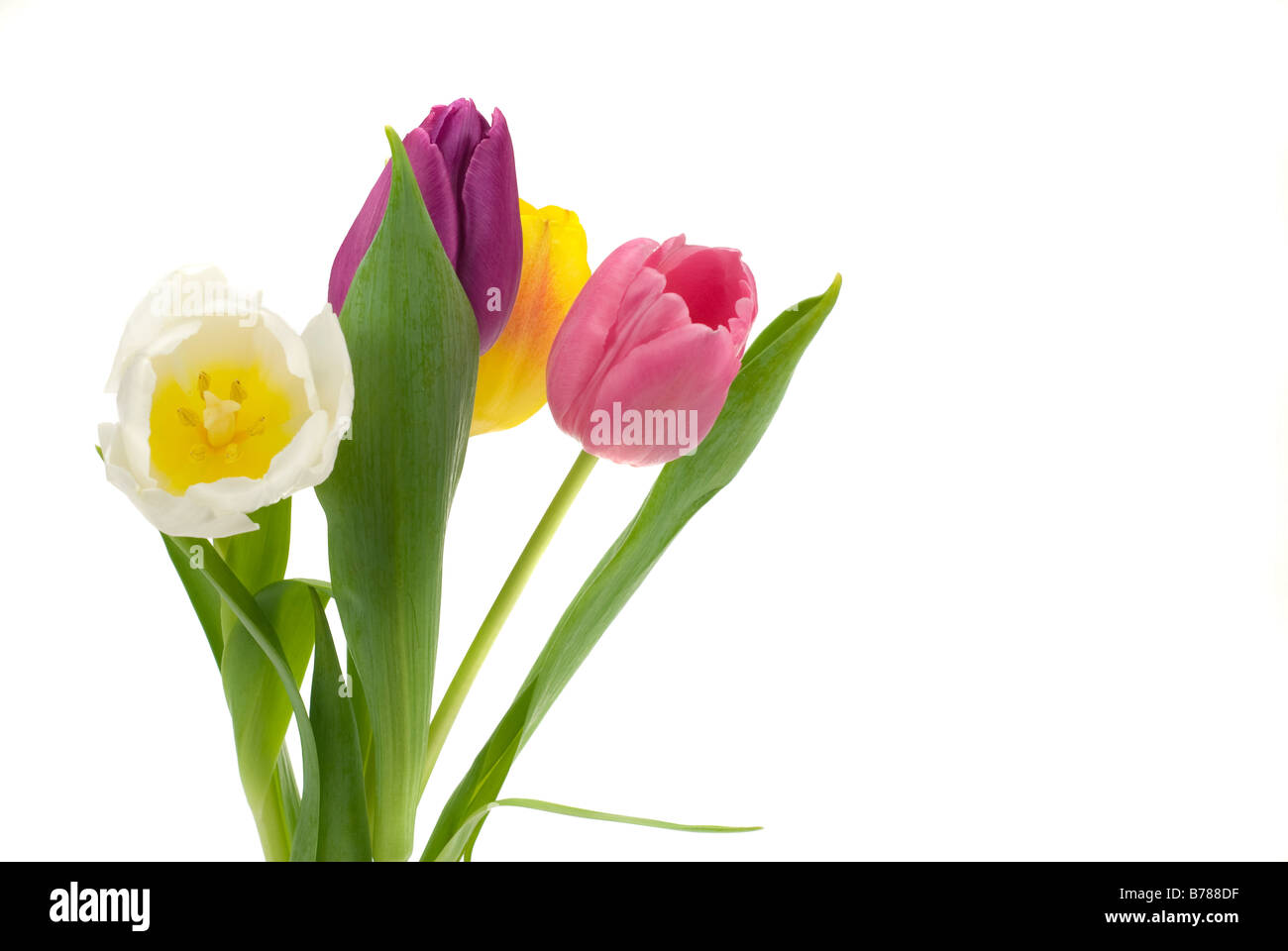 bunte frische Tulpen isoliert auf weißem Hintergrund Stockfoto