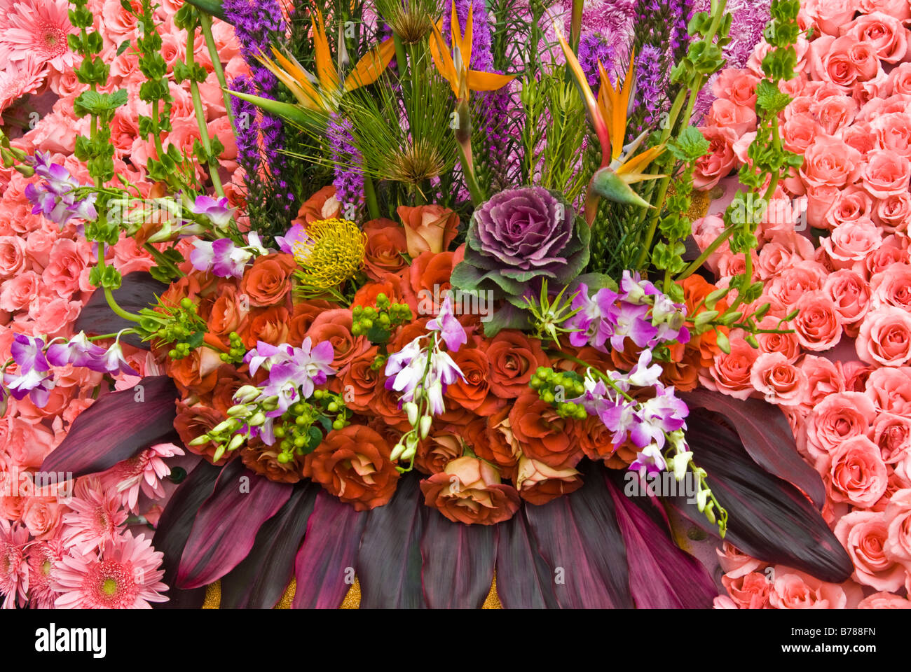Das Protea frischen tropischen Blumen, dunkel Orange Rosa Rose Rosen ecuadorianischen Kupfer Mais Valentinstag Vogel der Paridise Blumen gemischt Stockfoto