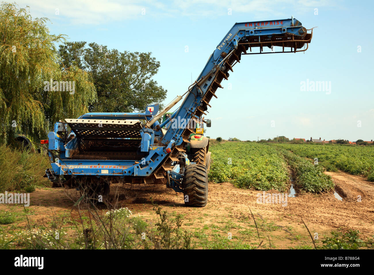 Kartoffeln mit einer Erntemaschine in Norfolk UK geerntet. Stockfoto