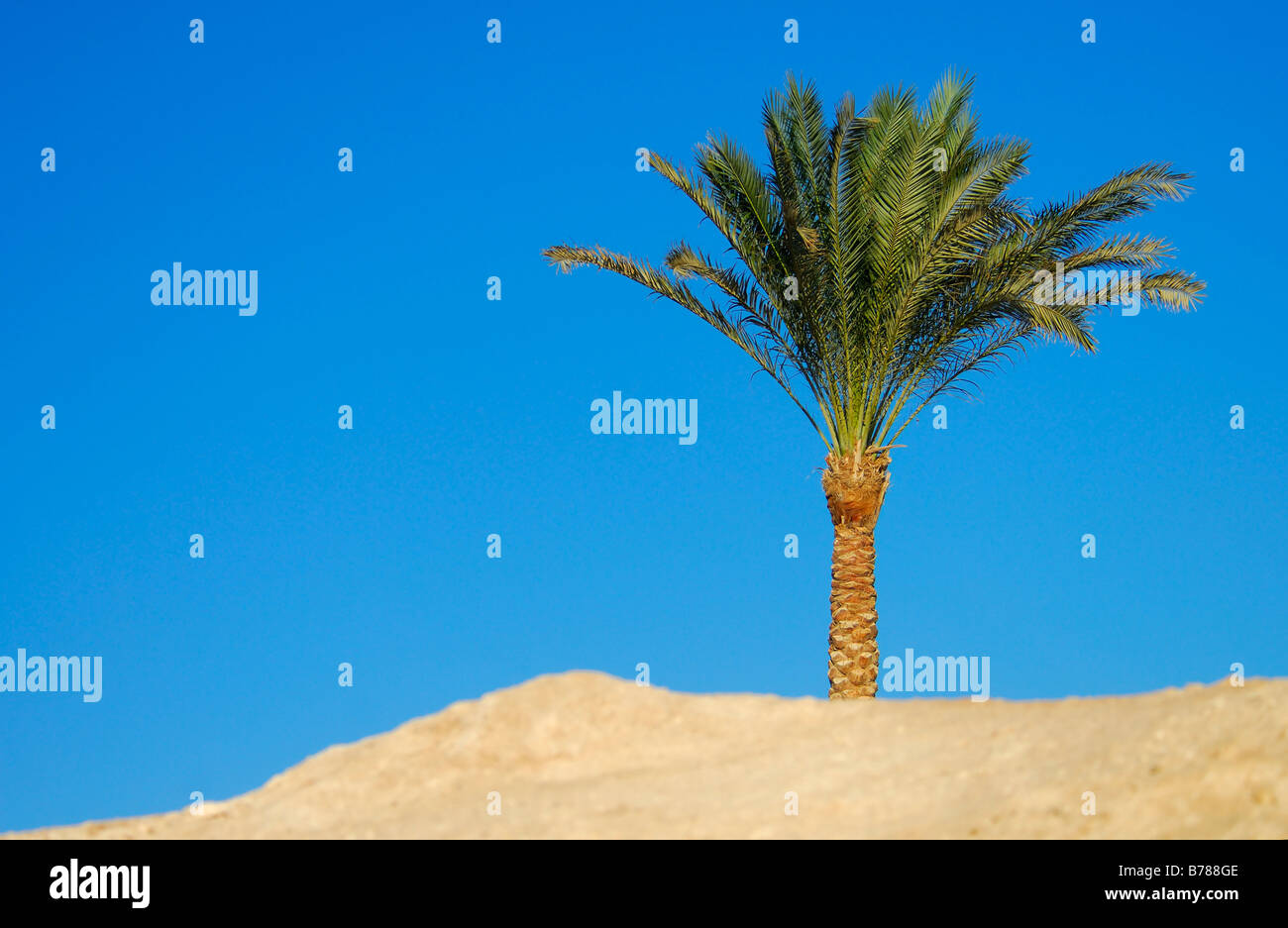 Palme im Dessert mit blauem Himmel Stockfoto