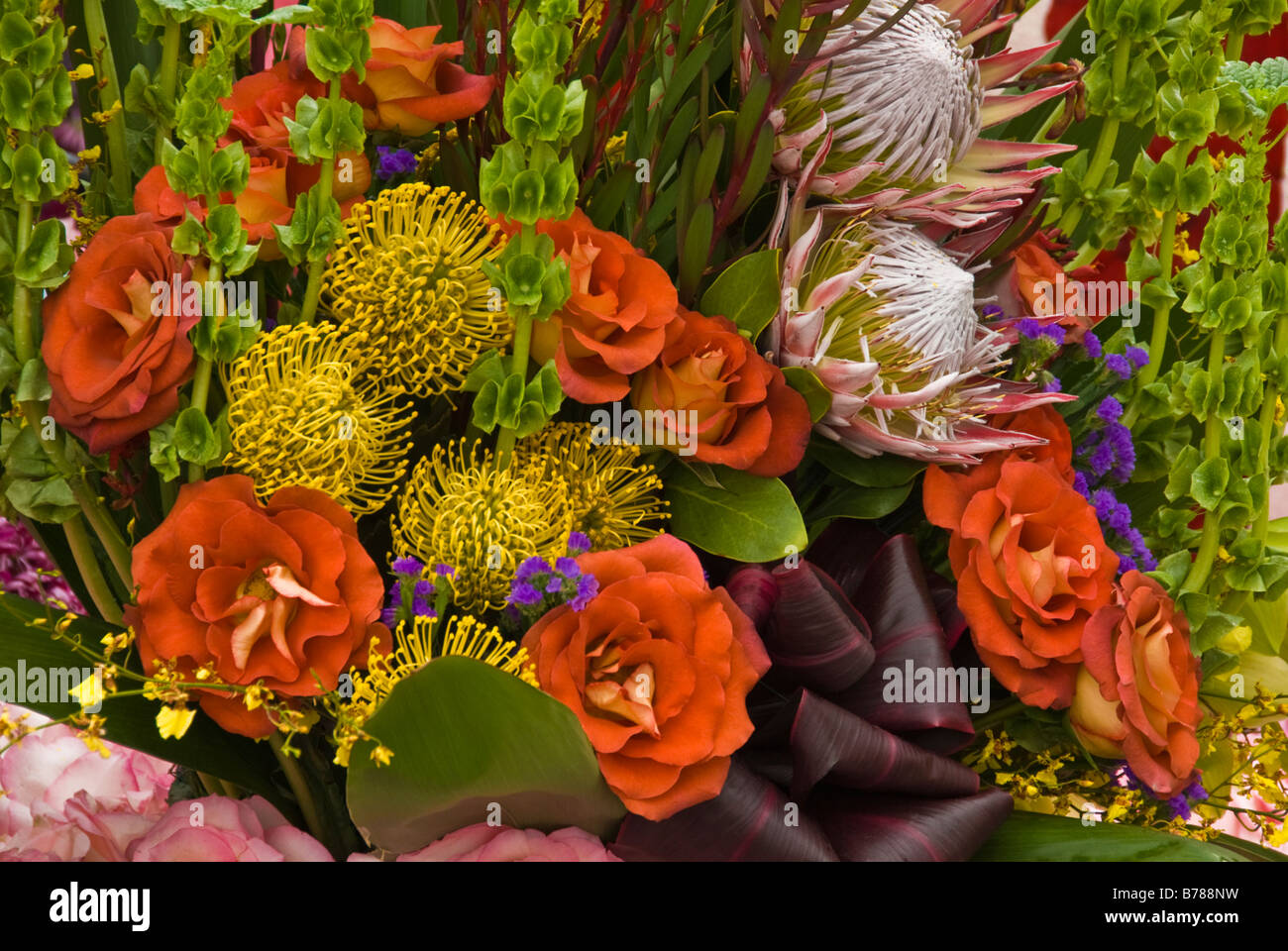 Protea frischen tropischen Blumen, dunkel Orange Rosen ecuadorianischen Rose Kupfer Mais stieg Rosengewächse, Rose, Staude, Blüte, Strauch, Stockfoto