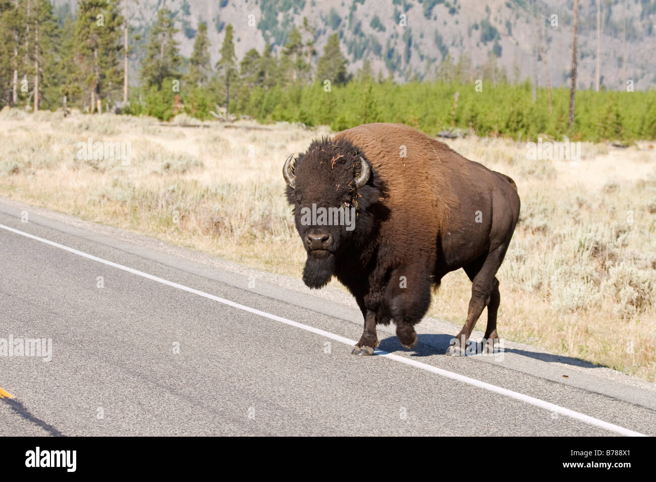 Amerikanische Bisons, die beim Überqueren der Straße im Yelowstone National Park Stockfoto