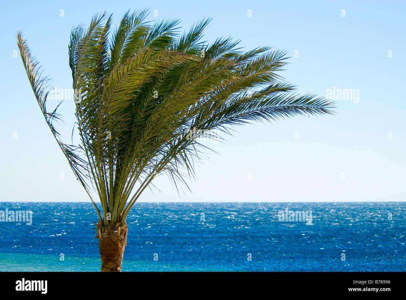 tropische Palme und Meer in Sharm el Sheikh Ägypten Stockfoto