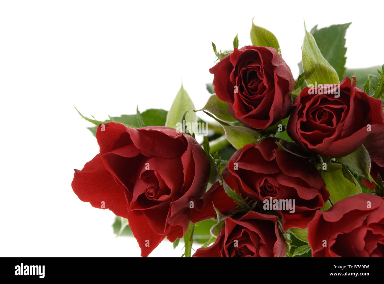 schöne rote Rosen isoliert auf weißem Hintergrund Stockfoto