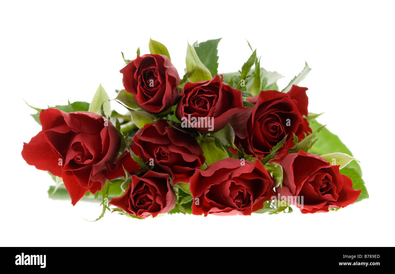 schöne rote Rosen isoliert auf weißem Hintergrund Stockfoto