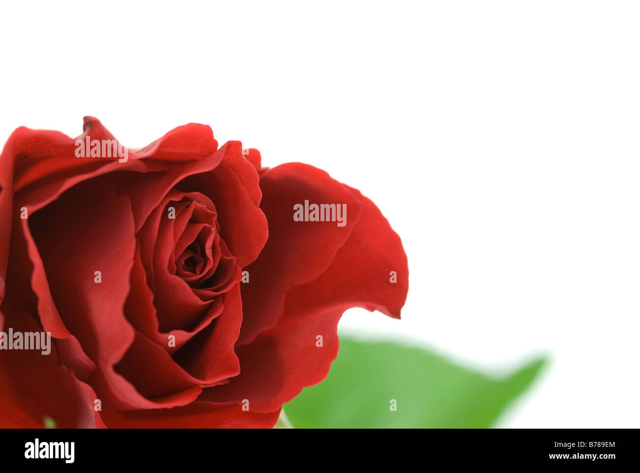 schöne rote Rose isoliert auf weißem Hintergrund Stockfoto