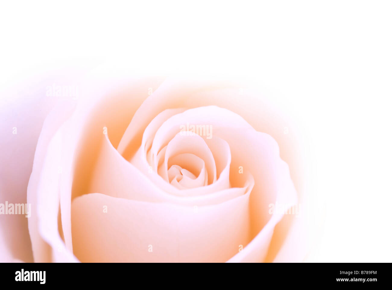 schöne rosa Rose für Hintergründe Stockfoto