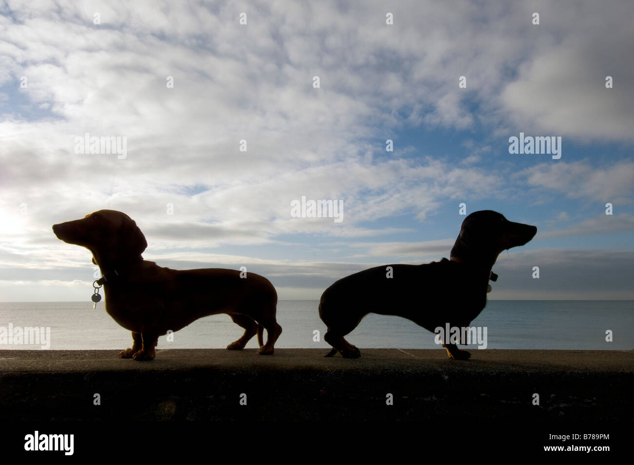 Zwei Zwergdackel stehen Rücken an Rücken auf Brighton seafront Stockfoto