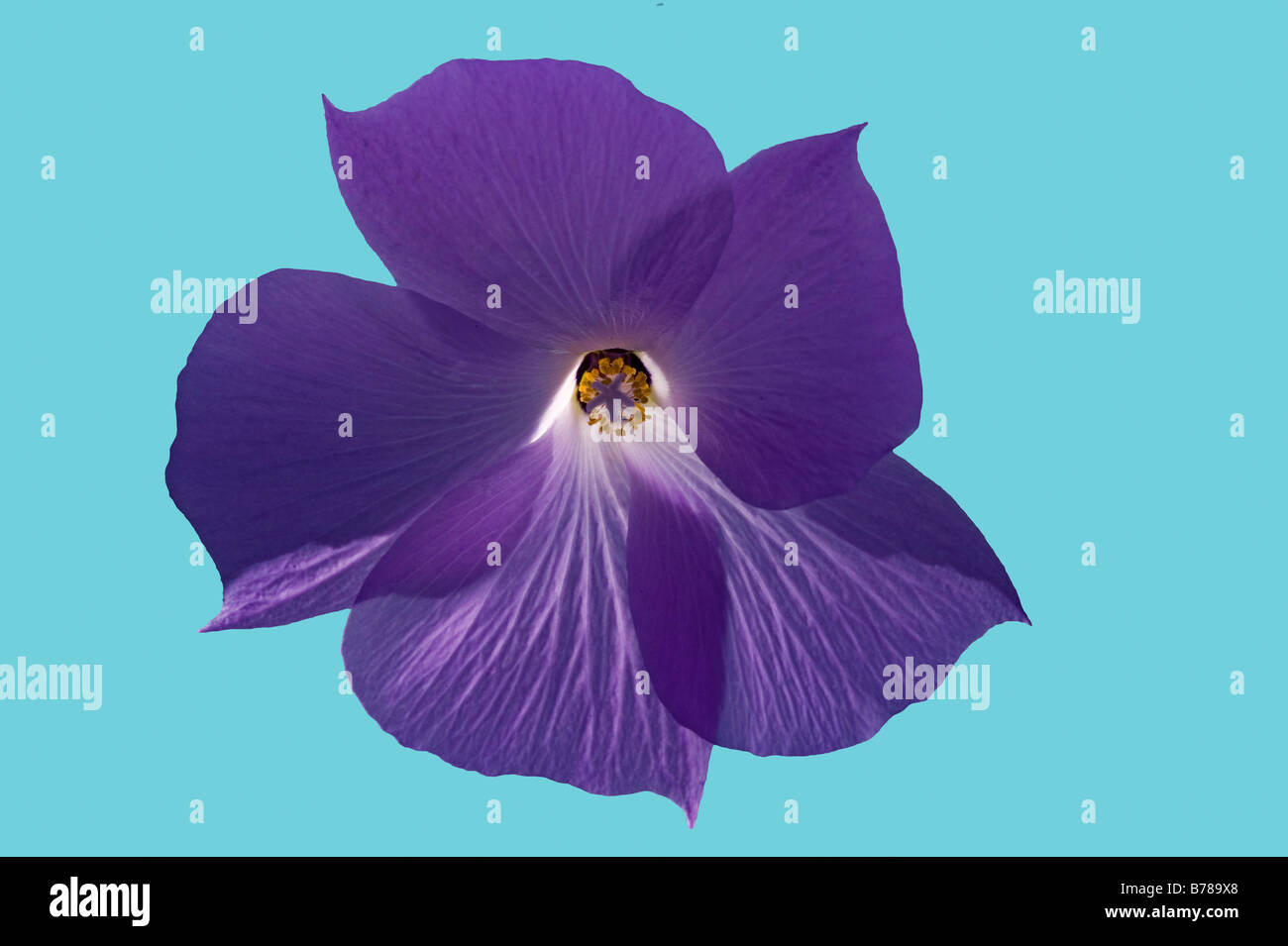 einfaches Bild von lila Trichterwinde Blütenblättern Stockfoto