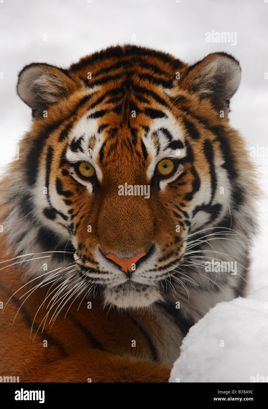 Yiung Tiger Porträt Novosibirsk ZOO Stockfoto