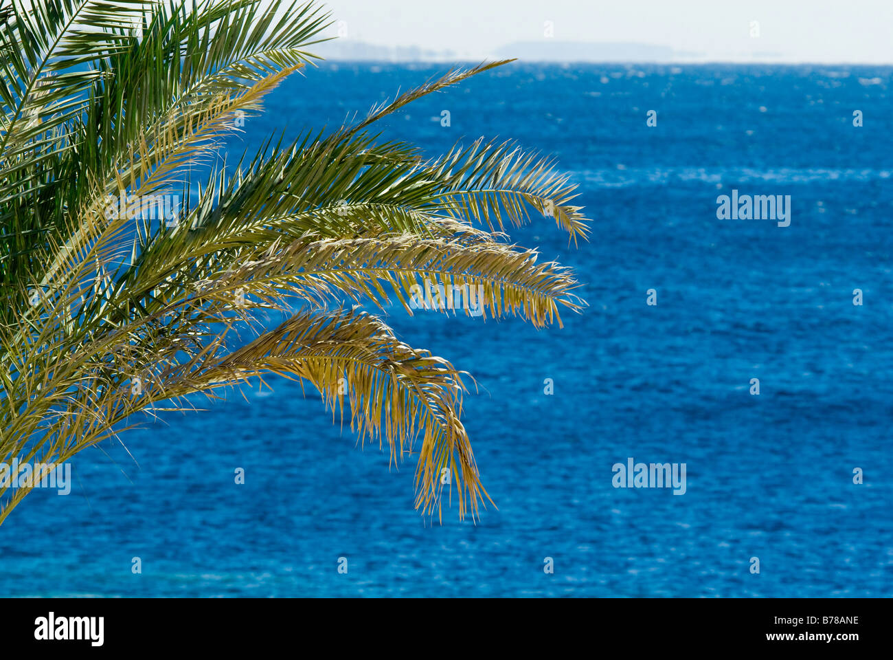 tropische Palme und Meer in Sharm el Sheikh Ägypten Stockfoto