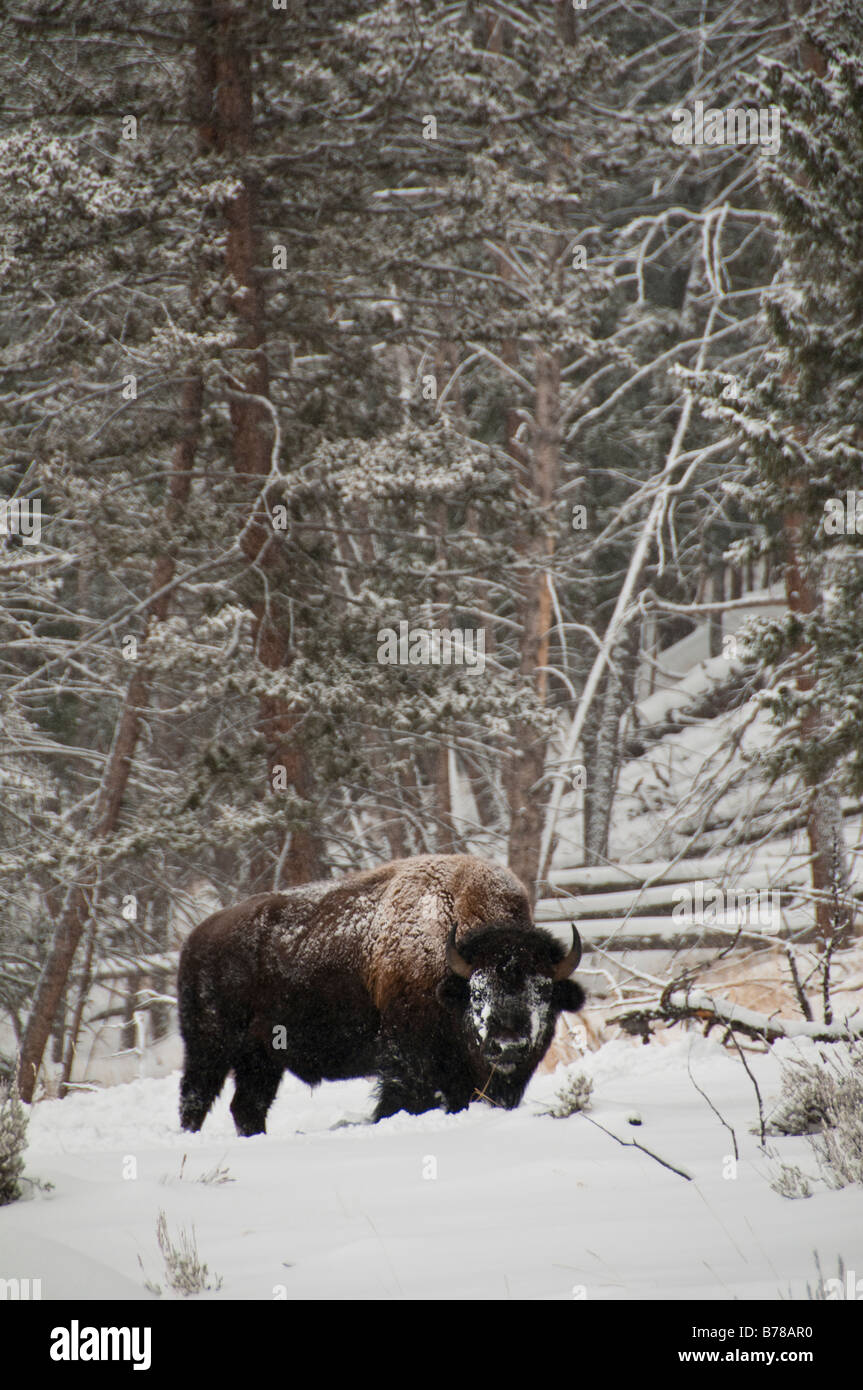 Bison Essen im Schnee, Tower Roosevelt Bereich, Yellowstone-Nationalpark im Winter, Wyoming. Stockfoto