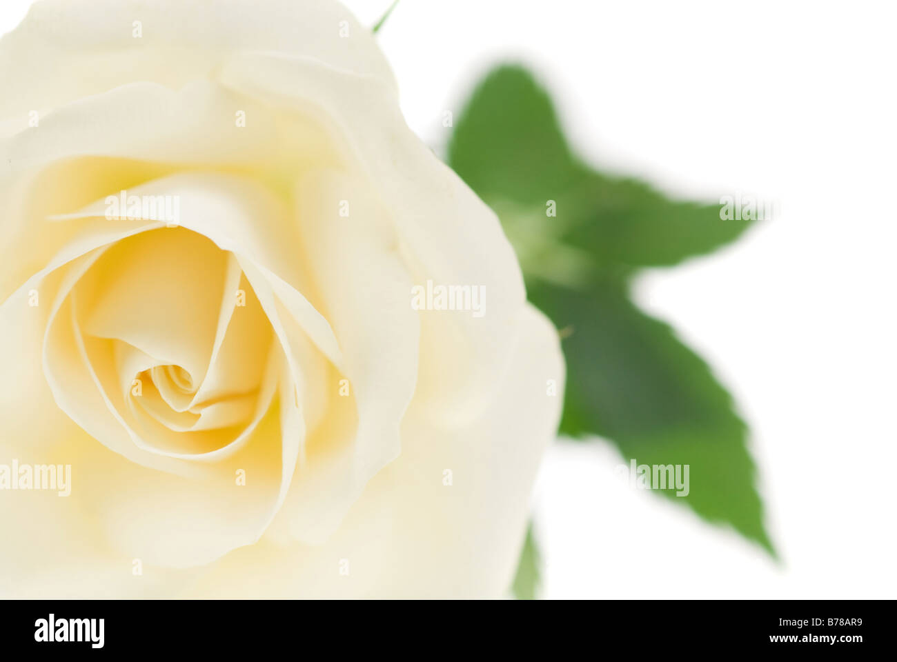 schöne weiße Rose isoliert auf weißem Hintergrund Stockfoto