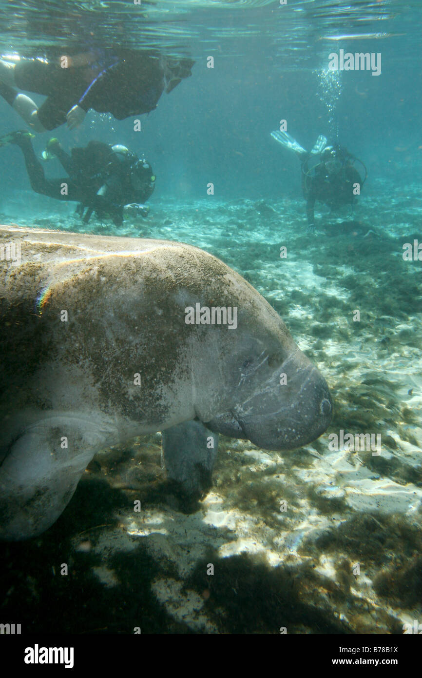 West Indian Manatee Schnorchel Taucher Crystal River florida Stockfoto