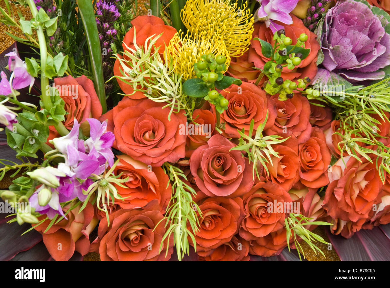 Das Protea frischen tropischen Blumen, dunkel Orange Rosa Rose Rosen ecuadorianischen Kupfer Mais Valentins Tag Blumen Spider Mama Distel Stockfoto