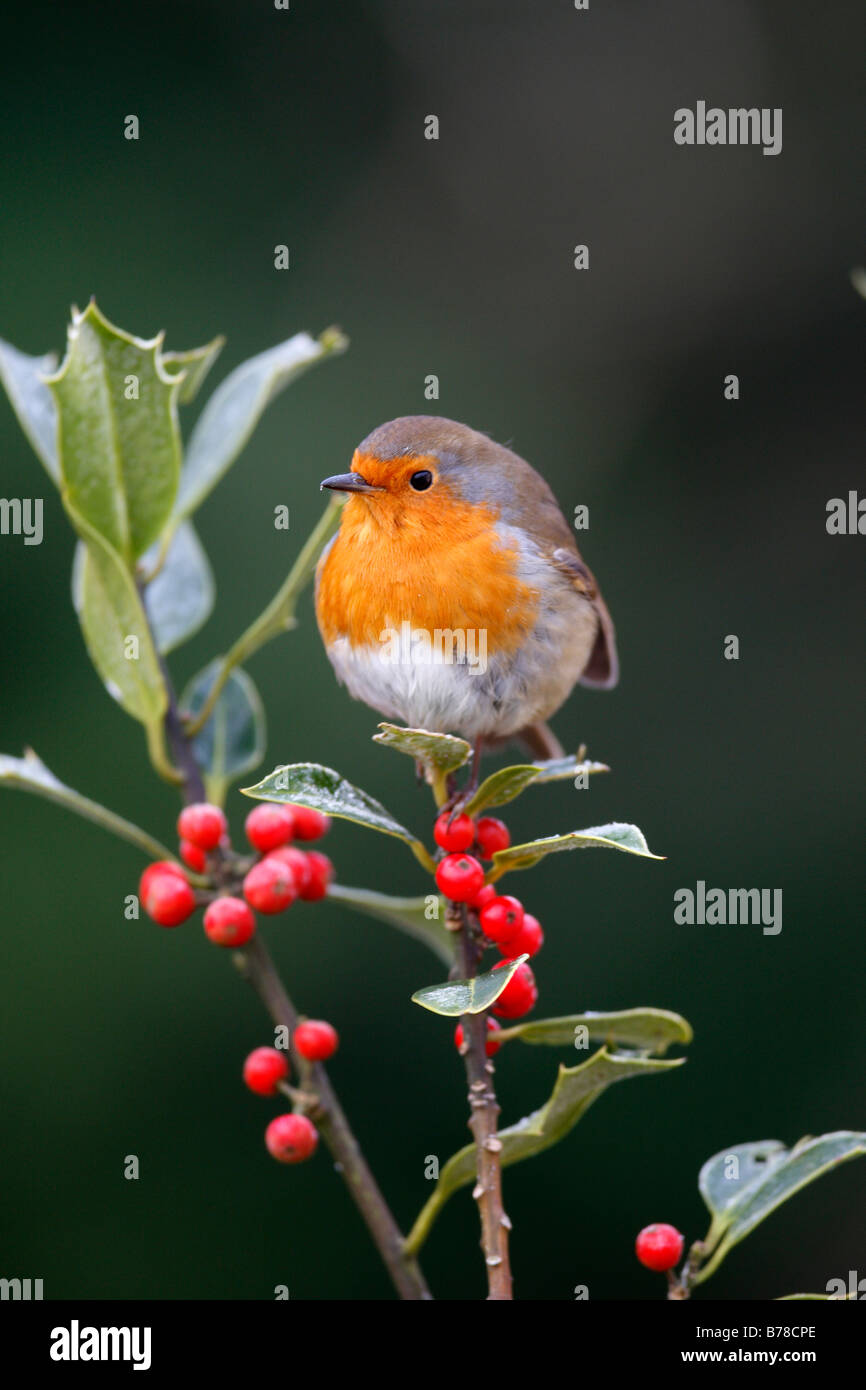 Erithacus Rubecula ROBIN SITZSTANGEN ON FROSTED HOLLY BRANCH Stockfoto
