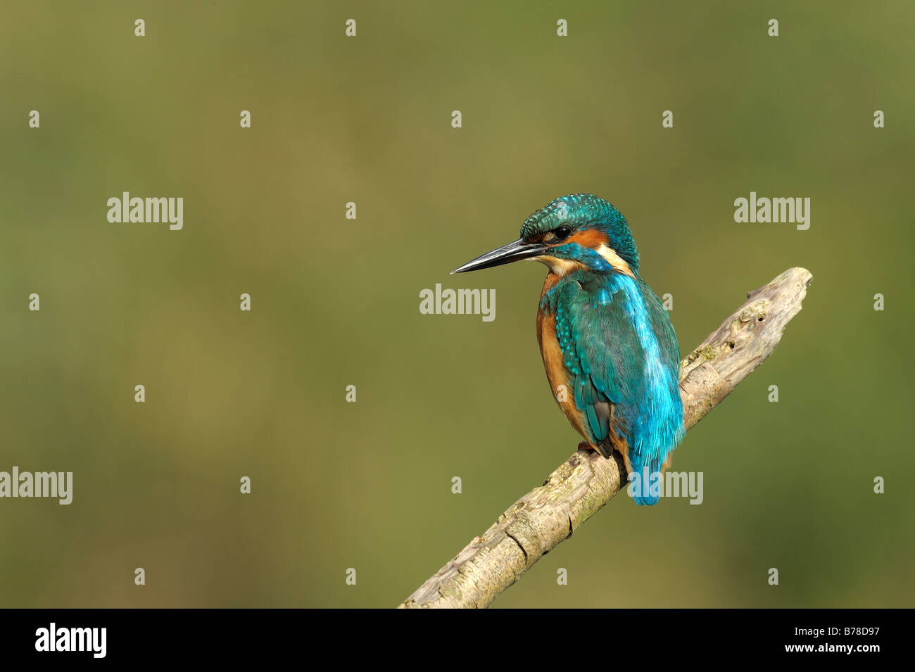 Gemeinsamen Eisvogel, auch eurasische Eisvogel oder Fluss Eisvogel (Alcedo Atthis), Niederlande, Europa Stockfoto