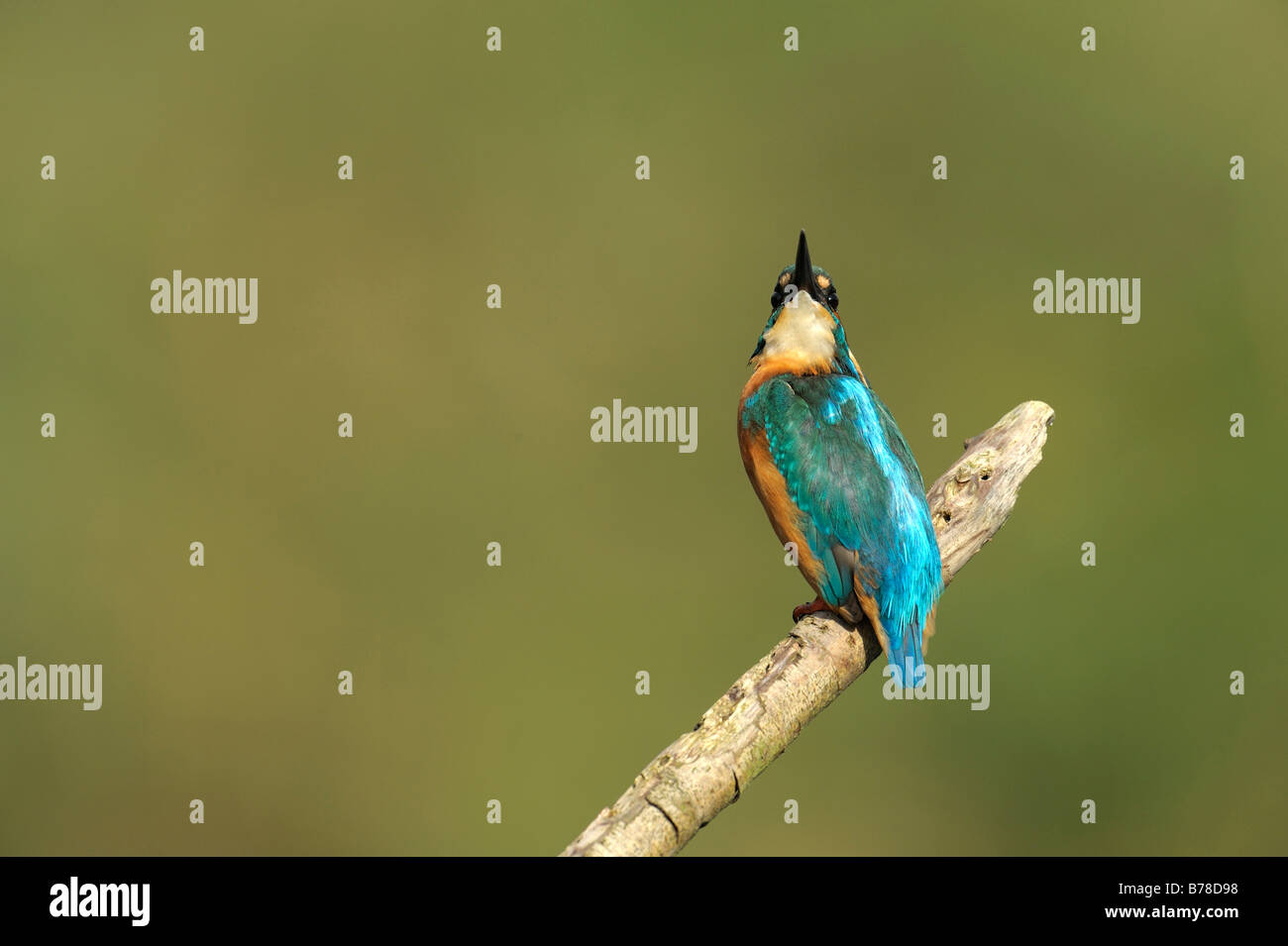Gemeinsamen Eisvogel, auch eurasische Eisvogel oder Fluss Eisvogel (Alcedo Atthis), Niederlande, Europa Stockfoto