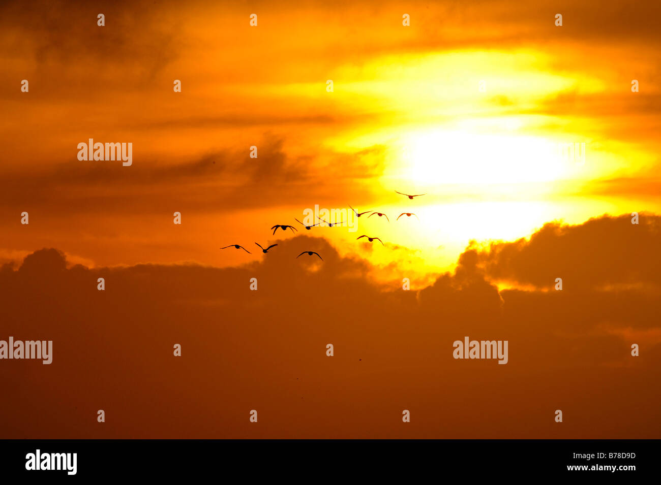 Sonnenuntergang mit Schar Vögel in den Himmel, den Niederlanden, Europa Stockfoto
