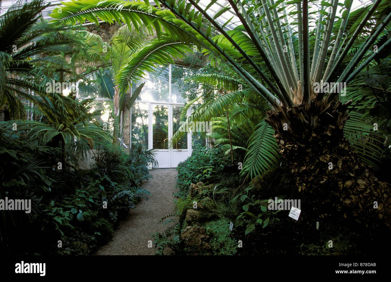 Palm Gewachshaus Botanischer Garten Munchen Bayern Deutschland Europa Stockfotografie Alamy