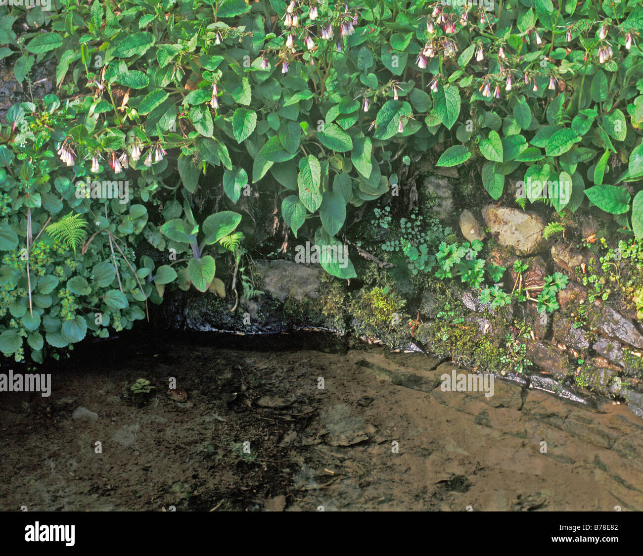 NATURSTEIN BILDET DIE GRUNDLAGE FÜR EINE GUTE TEICHRAND EINMAL DAS MOOS UND PFLANZEN BESIEDELT HABEN Stockfoto