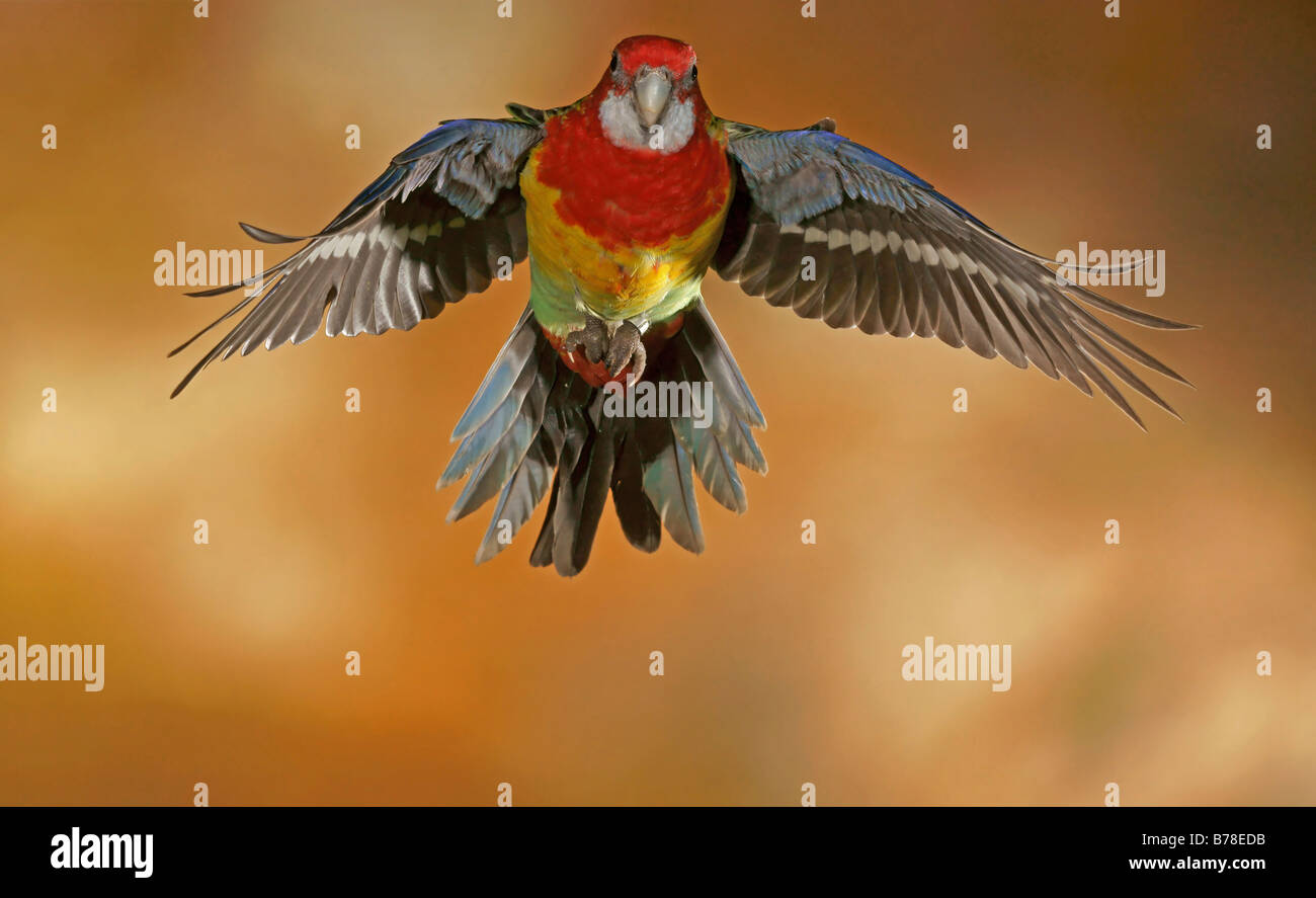 Golden mantled rosella Fotos und Bildmaterial in hoher Auflösung Alamy