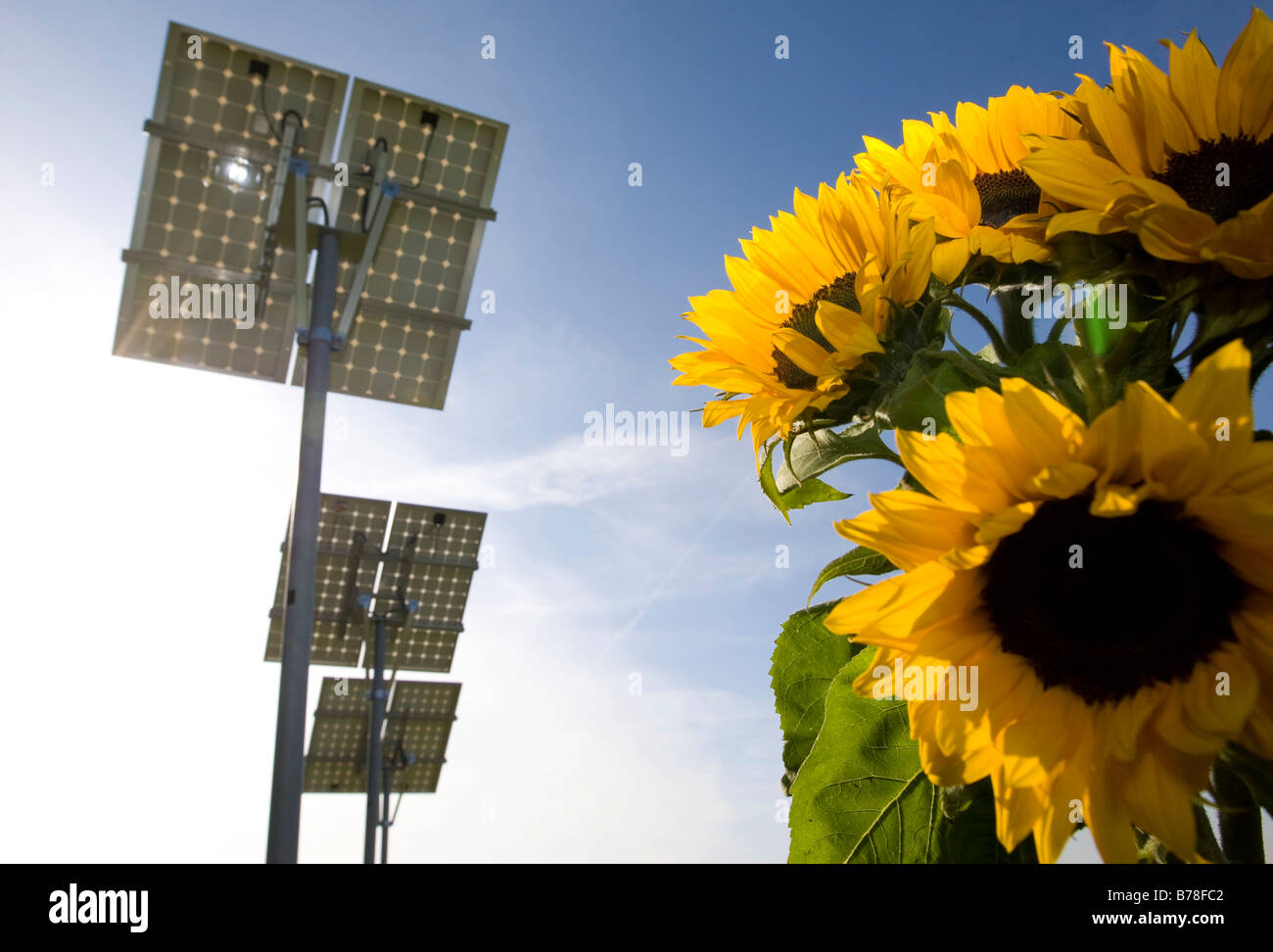 Saubere Energie, Öko-Strom aus erneuerbaren, Sonnenblumen, im Hintergrund Solarkollektoren, Solarzellen, Sonnenenergie, Hess zu gewinnen Stockfoto