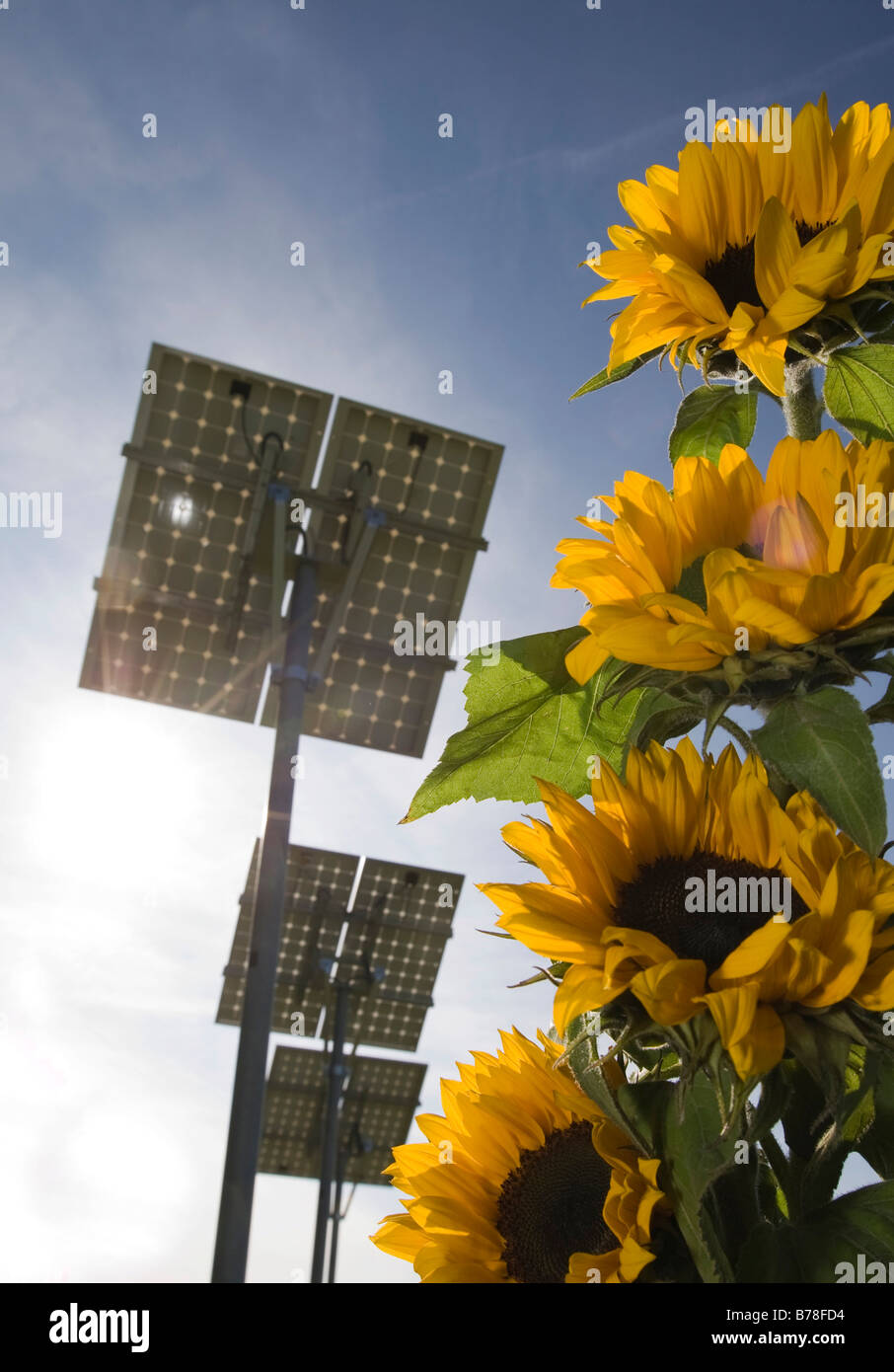 Saubere Energie, Öko-Strom aus erneuerbaren, Sonnenblumen, im Hintergrund Solarkollektoren, Solarzellen, Sonnenenergie, Hess zu gewinnen Stockfoto