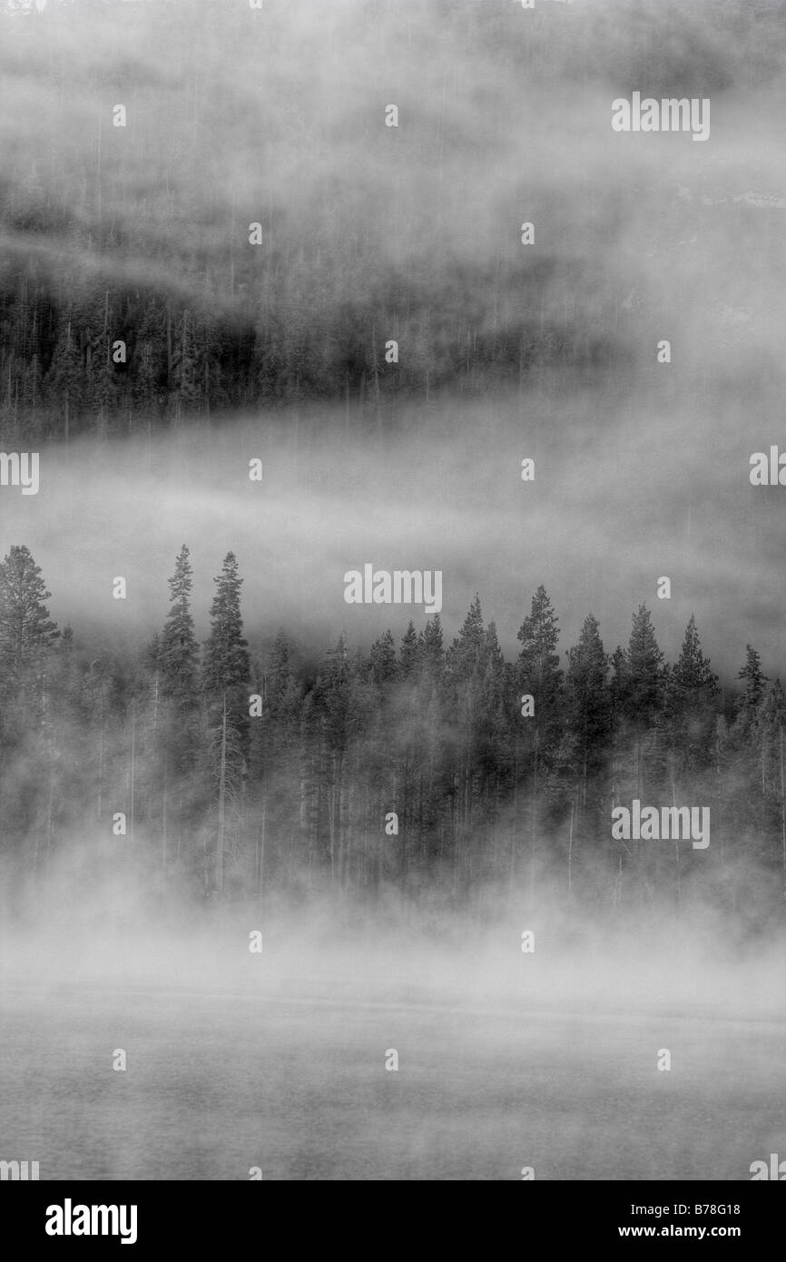 Immergrüne Bäume und Nebel auf Donner Lake in Kalifornien Stockfoto