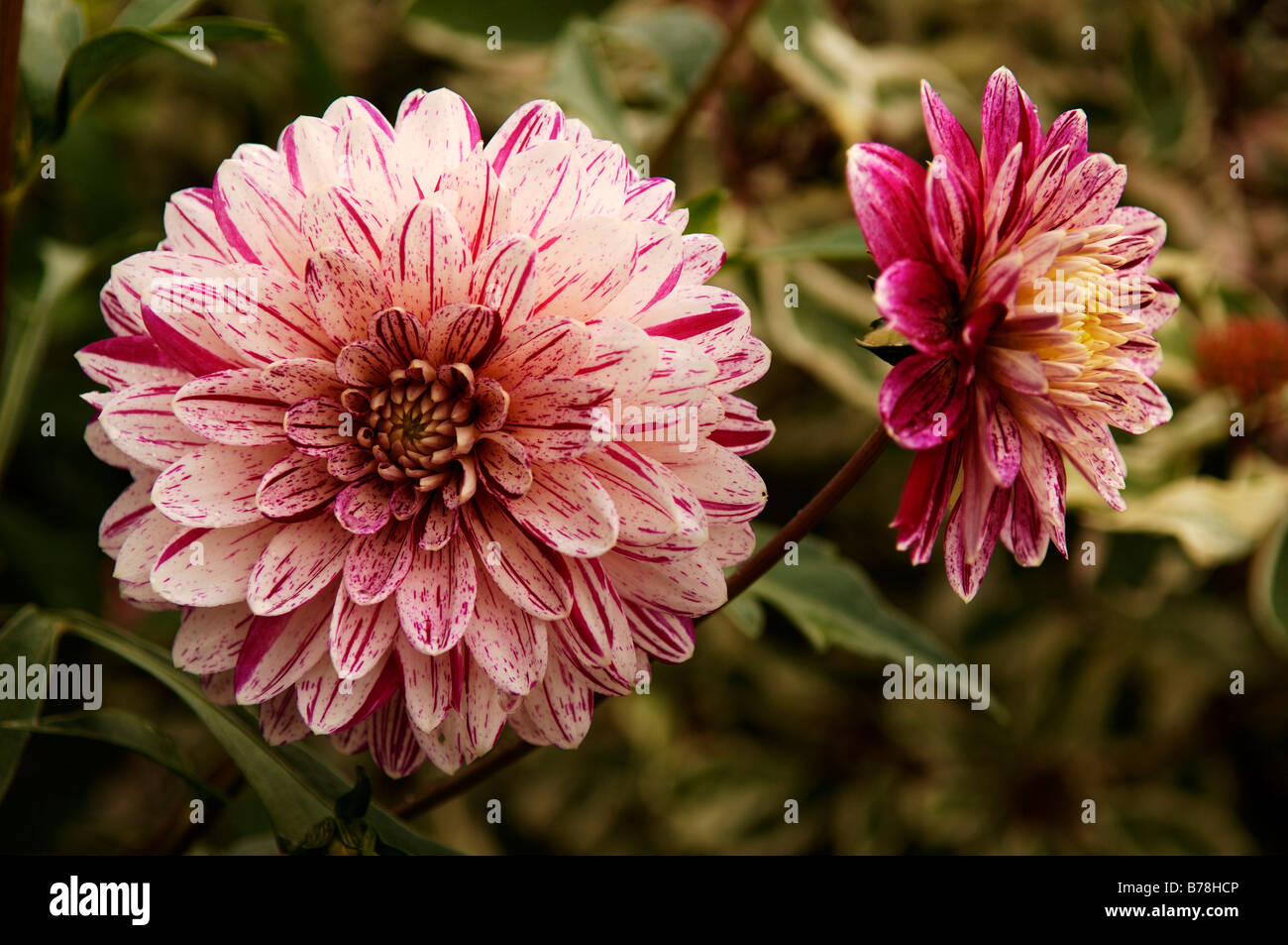 Blüte der Dahlie (Dahlia), Eckental, Middle Franconia, Bayern, Deutschland, Europa Stockfoto