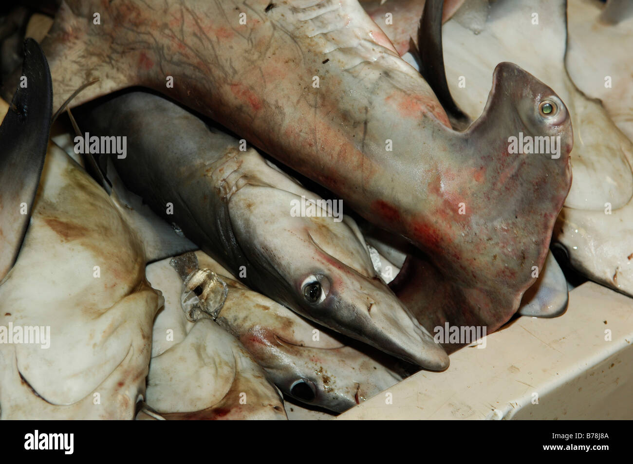 Hammerhai am Fischmarkt in Deira, Dubai, Vereinigte Arabische Emirate, Vereinigte Arabische Emirate, Naher Osten Stockfoto