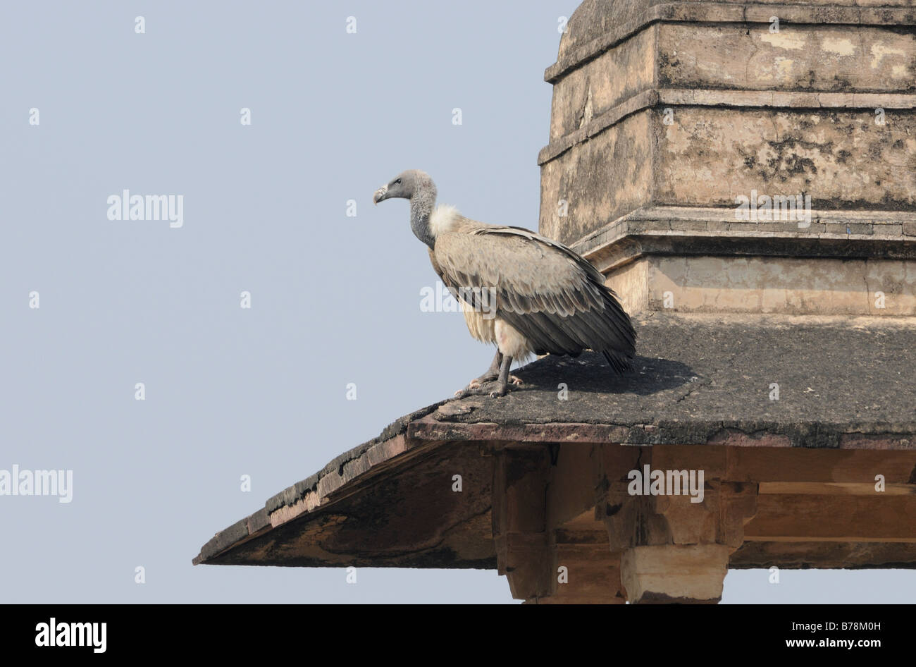 Eine indische Geier (abgeschottet Indicus) Stockfoto