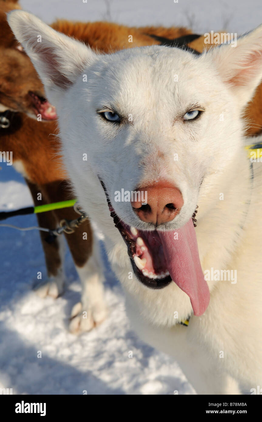 Siberian Husky, Porträt, Kirkenes, Finnmark, Lappland, Norwegen, Skandinavien, Europa Stockfoto