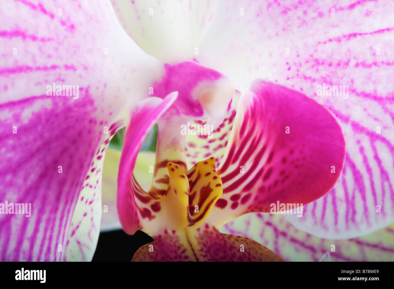 Nahaufnahme des Kopfes der Phalaenopsis-Orchidee oder Motte Orchidee rosa Blume schließen sich Stockfoto