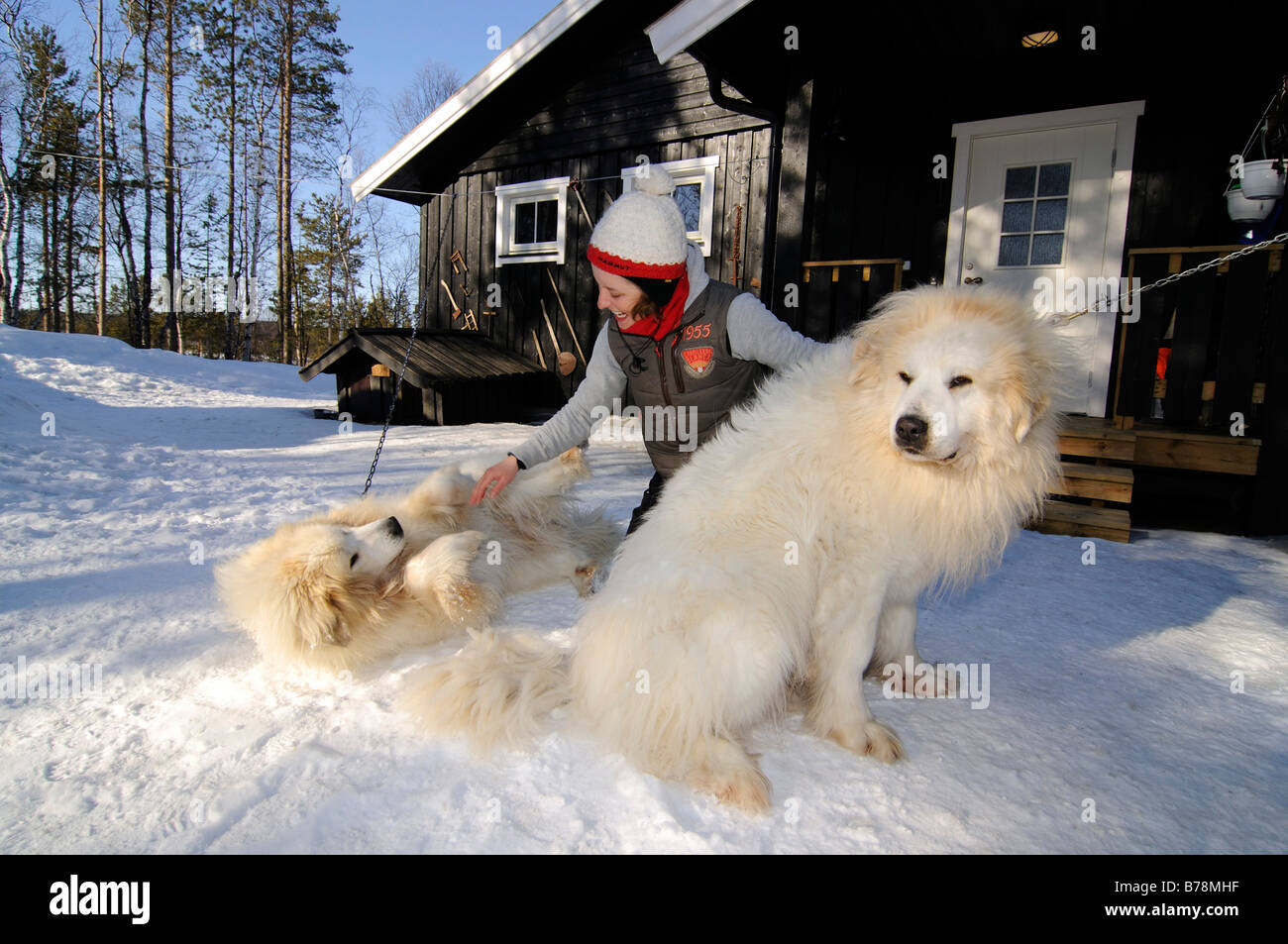 Frau mit Wachhunde in der Nähe von Birk in Melkefoss, Kirkenes, Finnmark, Lappland, Norwegen, Skandinavien, Europa Stockfoto