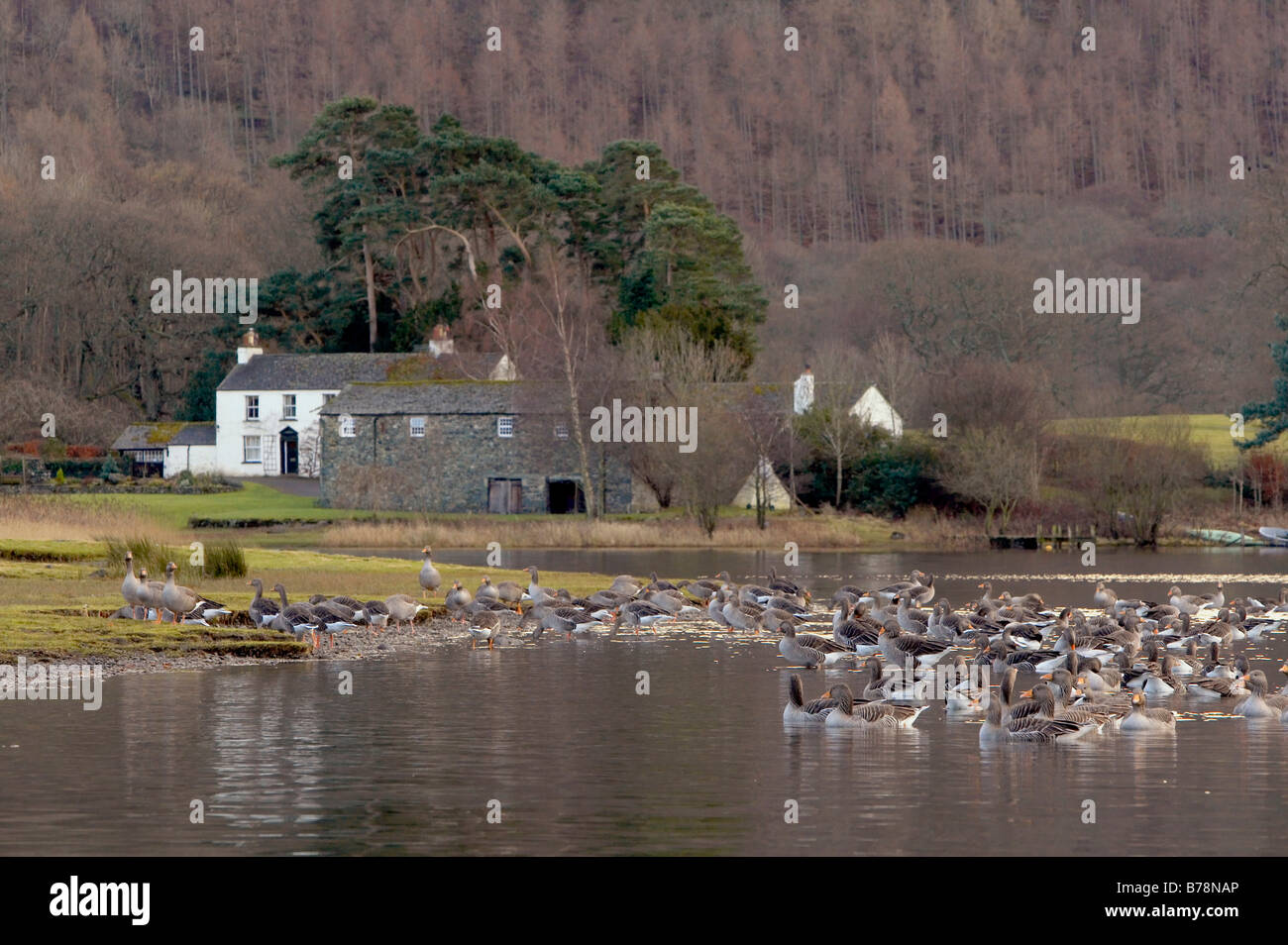 Herde von Graugänsen in Strandshag Bucht Derwent Water englischen Lake District Stockfoto