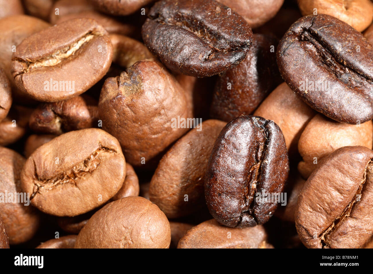 Eine Mischung aus gerösteten brasilianischen Kaffeebohnen, etwas Licht etwas dunkel, ein mittelstarkes Kaffeezubereitung. Extreme Vergrößerung Stockfoto